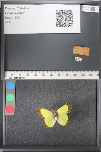 Media type: image;   Entomology 124508